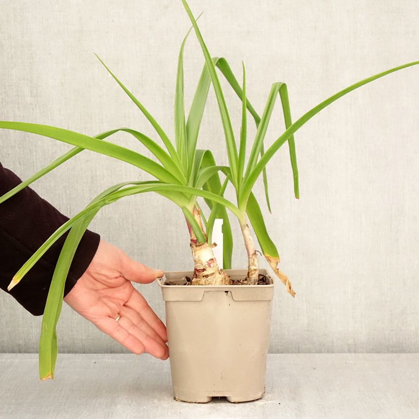 Example of Kriinumi Rosea Pot de 2L/3L size 24+ as you get in printemps