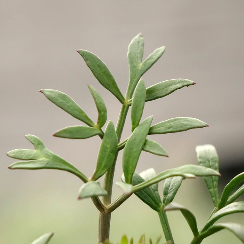 Merifenkoli - Crithmum maritimum (Lehvistö)