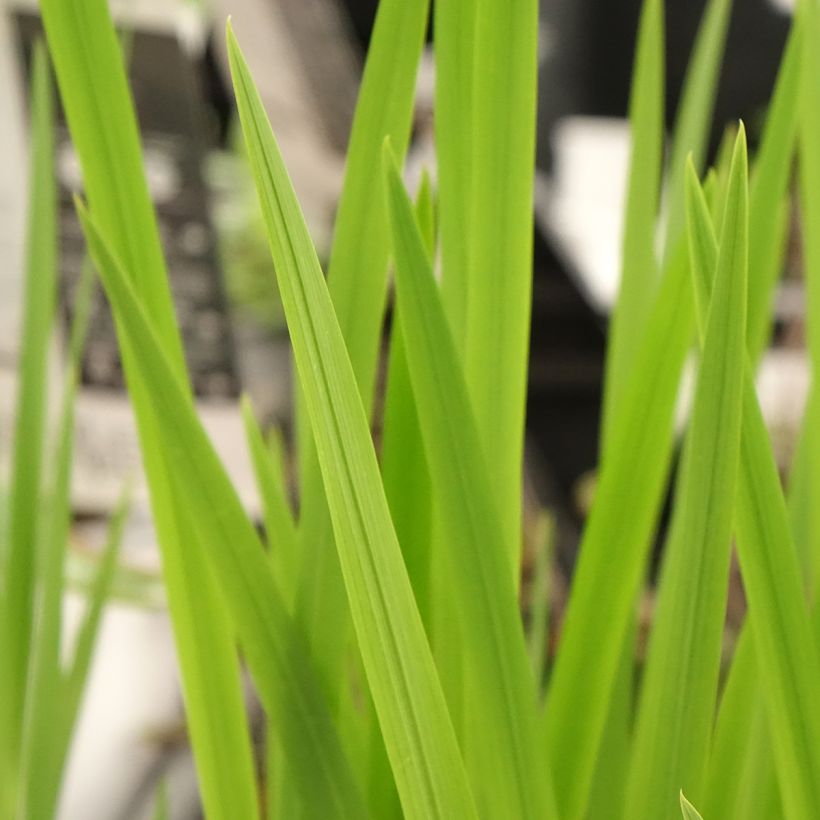 Ruostekukka Buttercup (Foliage)