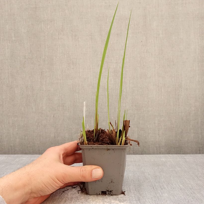 Esimerkki talvella toimitetusta Ruostekukka Buttercup 8/9 cm taimiruukku Koko 7+-taimesta
