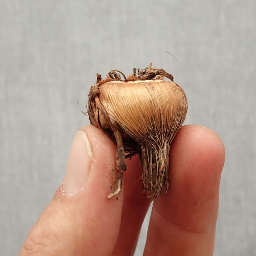 Example of Ruostekukka Solfatare Bulbe size 8+ as you get in printemps