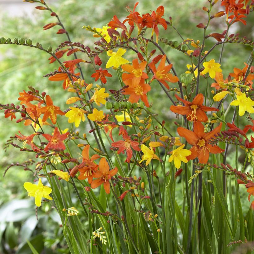 Ruostekukka Mix (petites fleurs) (Flowering)