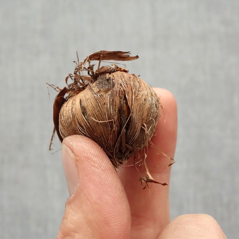 Example of Ruostekukka Mix (petites fleurs) Bulbe size 6+ as you get in printemps