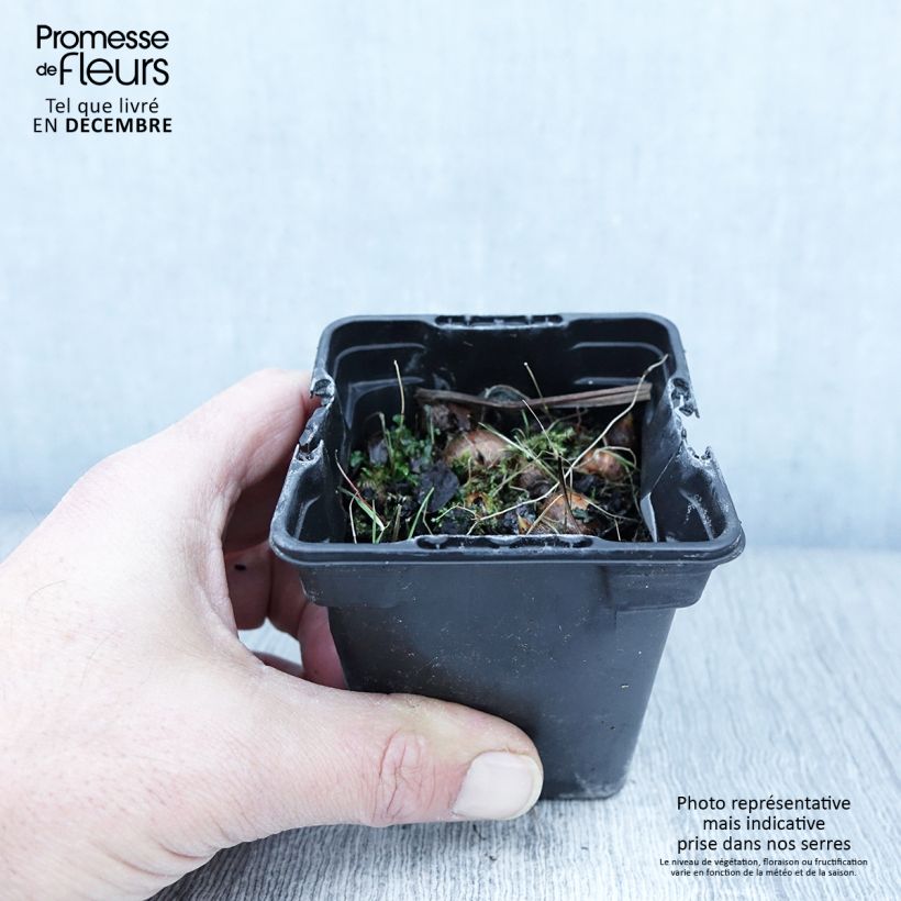 Esimerkki syksyllä toimitetusta Ruostekukka George Davison 7/8 cm taimiruukku-taimesta