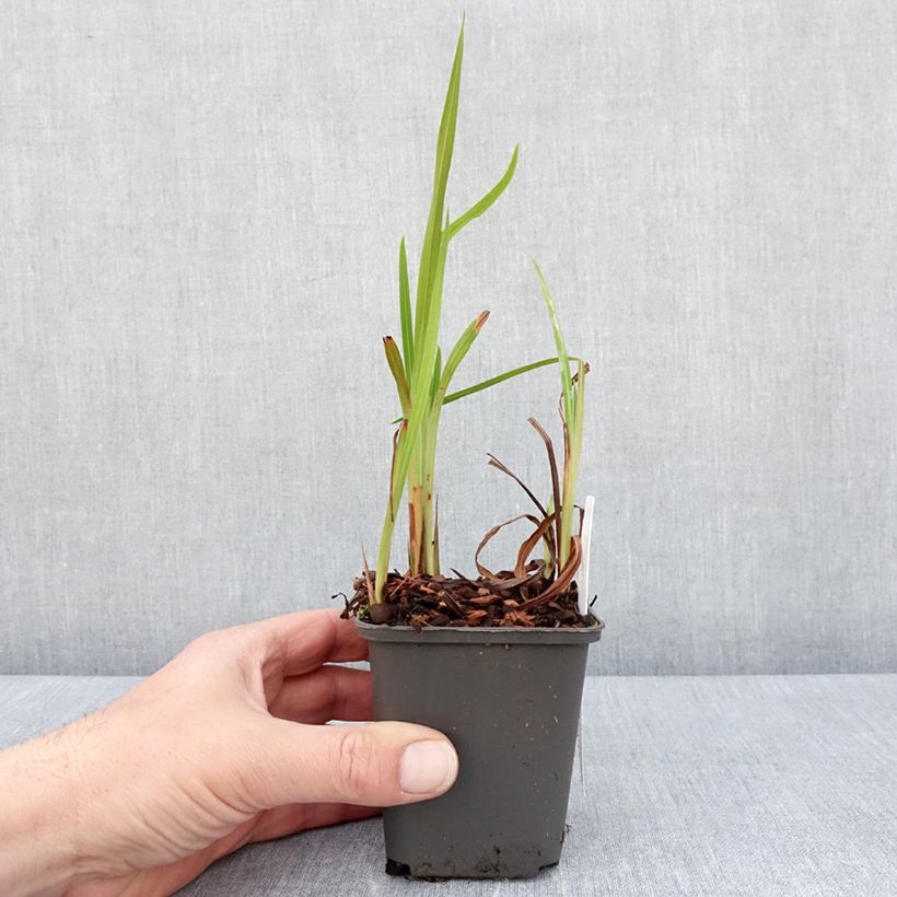 Example of Ruostekukka Saracen Godet de 8/9 cm as you get in printemps