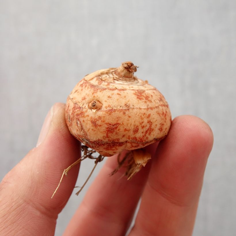 Example of Ruostekukka Lucifer Bulbe size 10+ as you get in printemps
