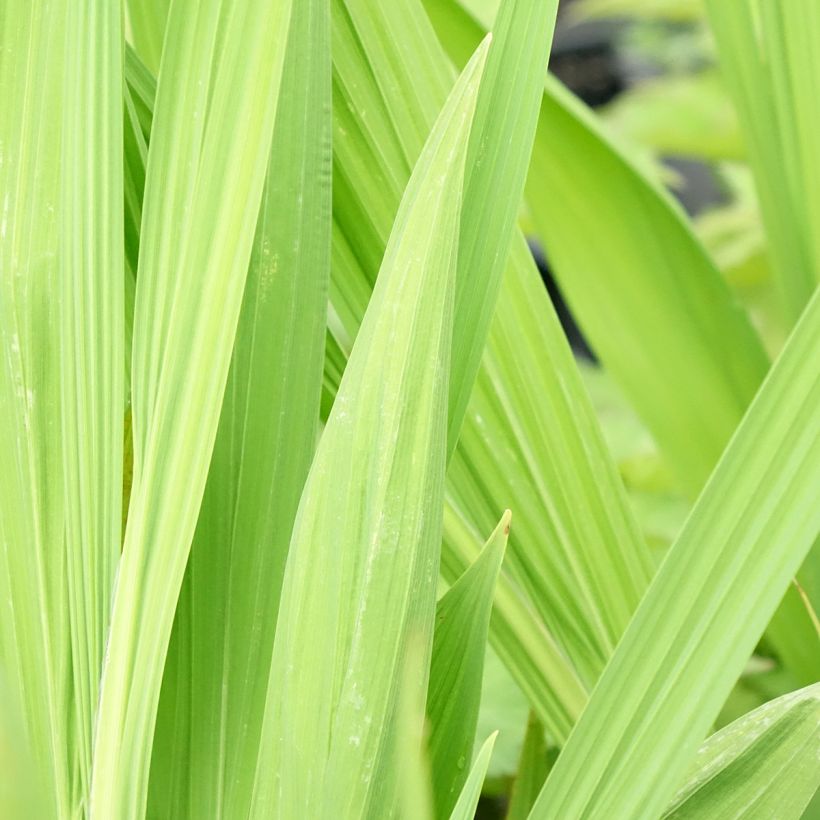 Ruostekukka Lucifer (Foliage)