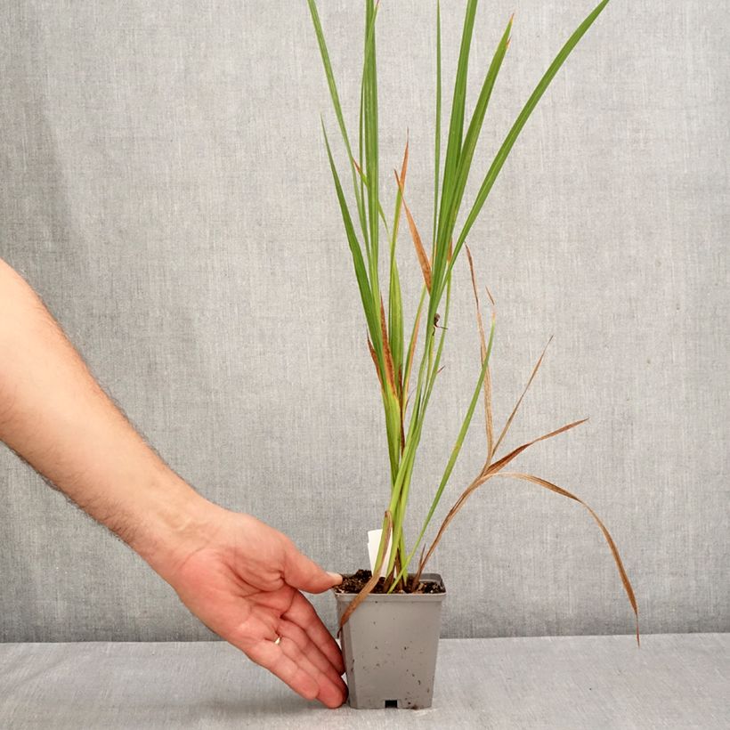 Esimerkki syksyllä toimitetusta Ruostekukka - Crocosmia masoniorum 8/9 cm taimiruukku Koko 8/10-taimesta