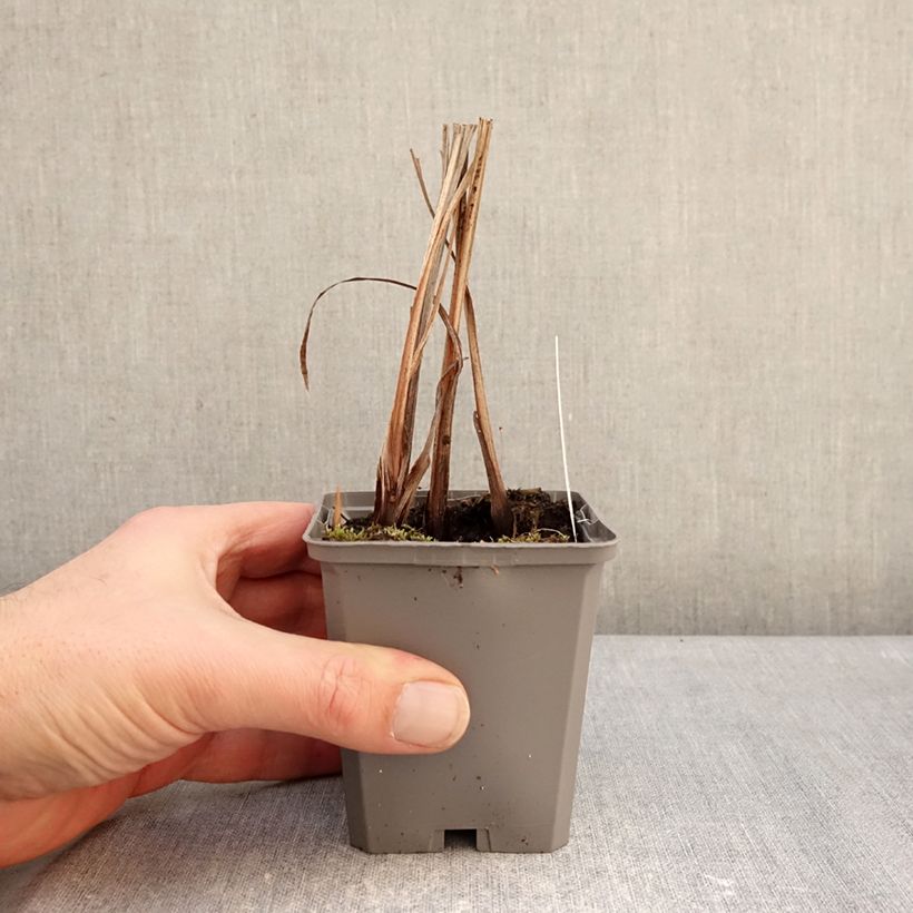 Example of Ruostekukka - Crocosmia masoniorum Godet de 8/9 cm size 8/10 as you get in hiver