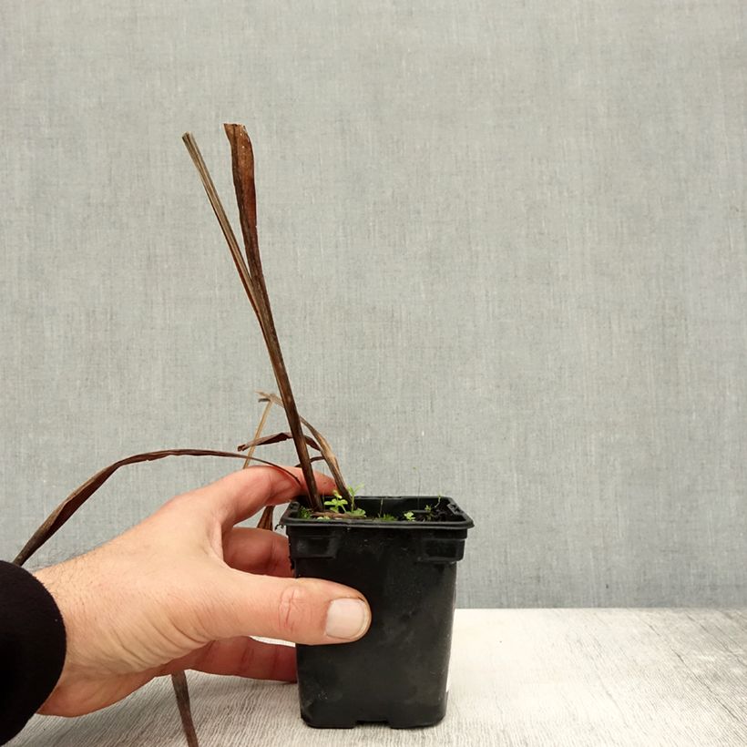 Esimerkki syksyllä toimitetusta Ruostekukka Mistral 7/8 cm taimiruukku-taimesta