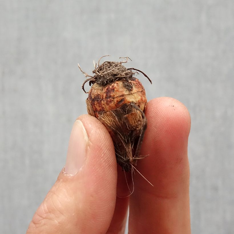 Example of Ruostekukka Colombus Bulbe size 7+ as you get in printemps