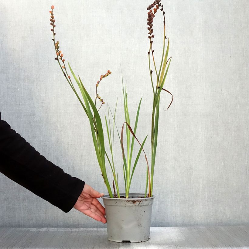 Esimerkki syksyllä toimitetusta Crocosmia ou montbretia Fire King Pot de 3L/4L calibre 6+-taimesta