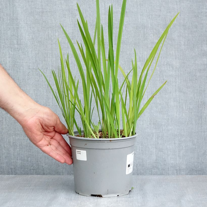 Example of Ruostekukka Fire King Pot de 3L/4L size 6+ as you get in printemps