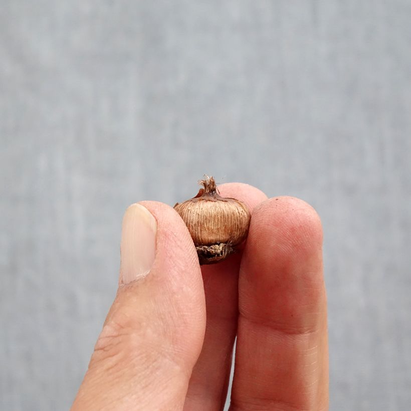 Esimerkki syksyllä toimitetusta Kevätsahrami - Crocus ancyrensis Bulbe size 5+-taimesta