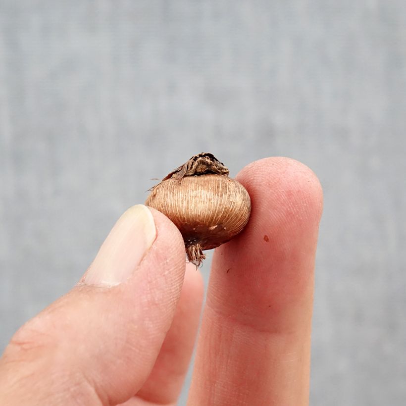 Esimerkki syksyllä toimitetusta Kevätsahrami Golden Bunch Bulbe size 5+-taimesta