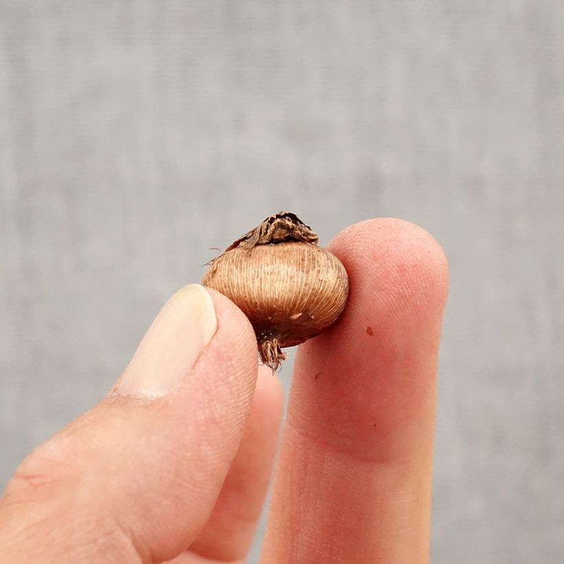 Esimerkki syksyllä toimitetusta Armeniansahrami - Crocus angustifolius Bulbe size 5+-taimesta