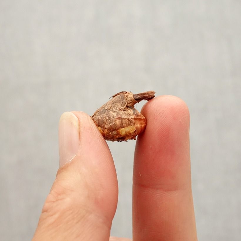 Example of Kevätsahrami - Crocus karduchorum Bulbe size 6+ as you get in automne