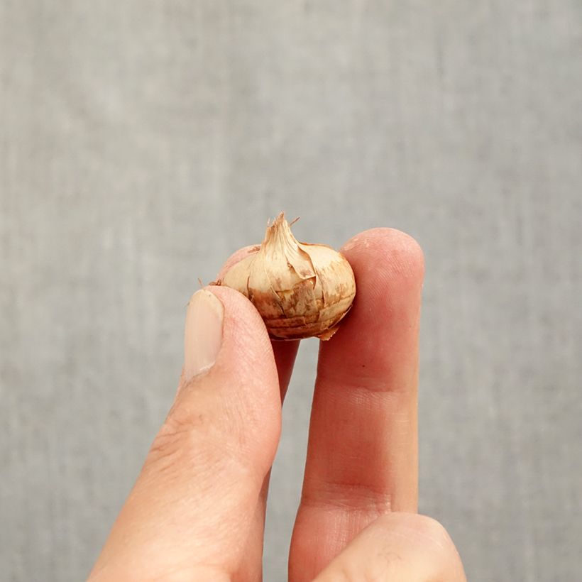 Esimerkki syksyllä toimitetusta Kultasahrami Blue Marlin Bulbe size 6+-taimesta