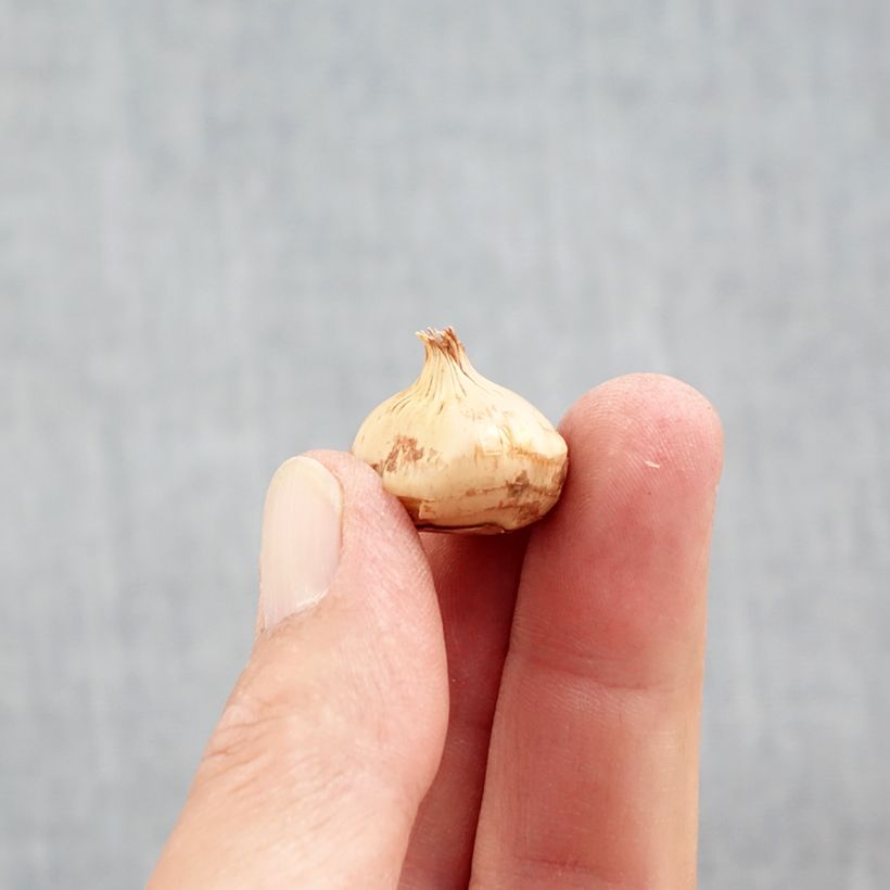 Esimerkki syksyllä toimitetusta Kultasahrami Snowbunting Bulbe size 5+-taimesta