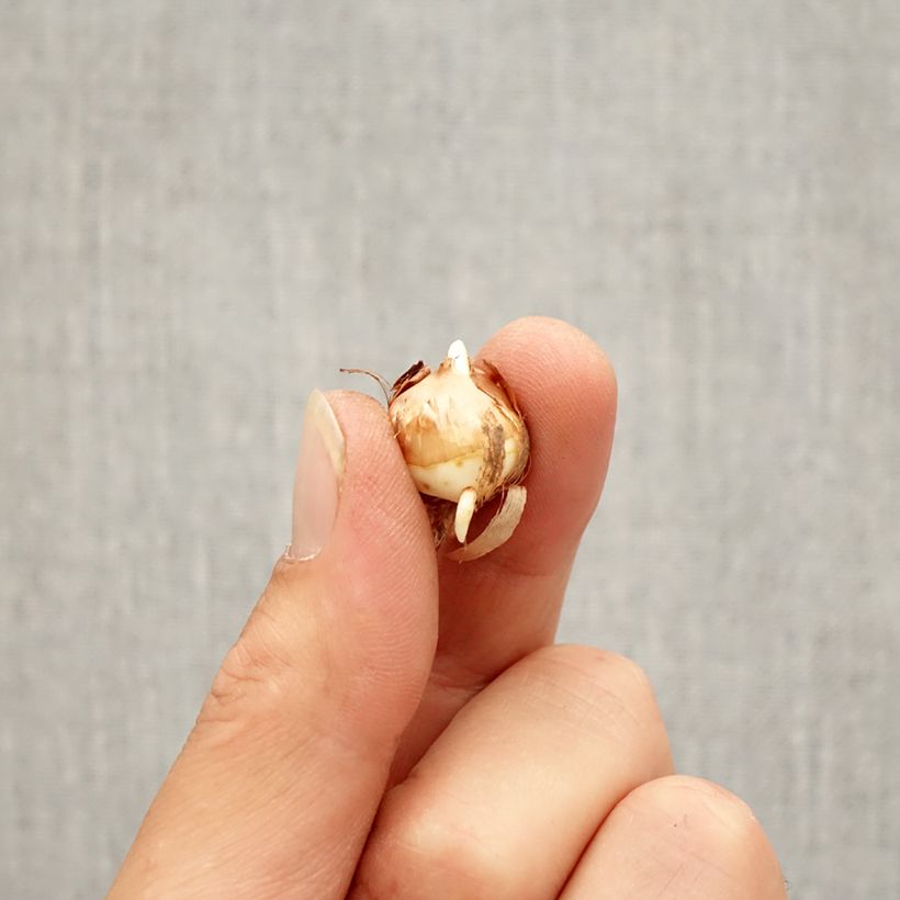 Esimerkki syksyllä toimitetusta Kevätsahrami - Crocus corsicus Bulbe size 5+-taimesta