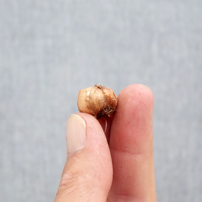 Esimerkki syksyllä toimitetusta Kevätsahrami - Crocus fleischeri Bulbe size 5+-taimesta