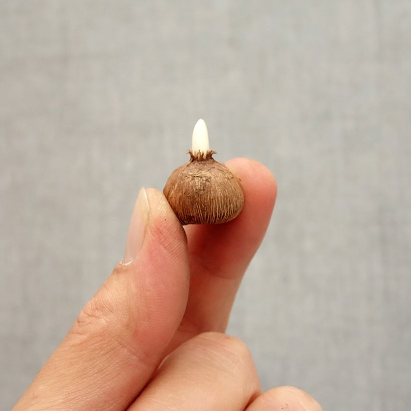 Esimerkki syksyllä toimitetusta Kevätsahrami - Crocus gargaricus Bulbe size I-taimesta