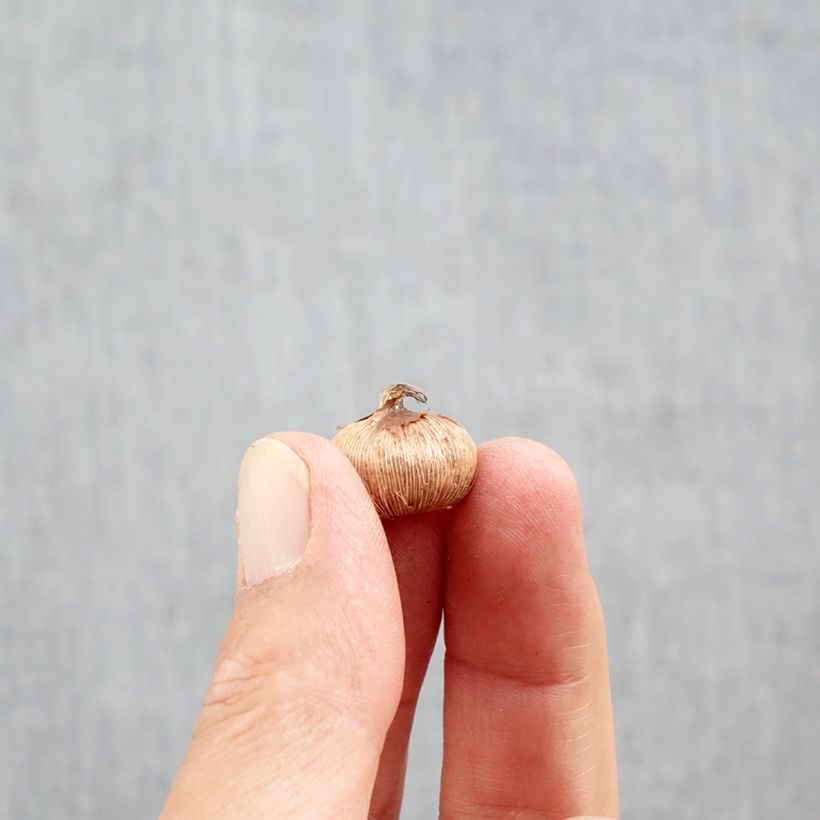Esimerkki syksyllä toimitetusta Kevätsahrami De Jager Bulbe size 5+-taimesta