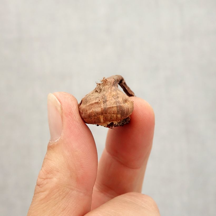 Esimerkki syksyllä toimitetusta Korolkowinsahrami - Crocus korolkowii Bulbe size 6+-taimesta