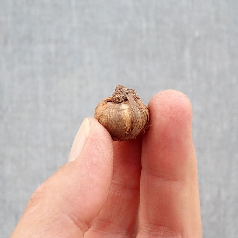 Example of Kevätsahrami - Crocus ligusticus Bulbe size 5+ as you get in automne