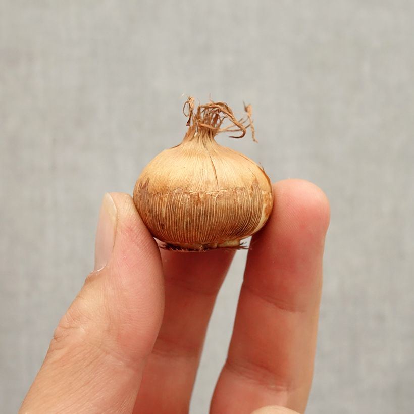 Esimerkki syksyllä toimitetusta Kevätsahrami Grand Jaune Bulbe size 8+-taimesta