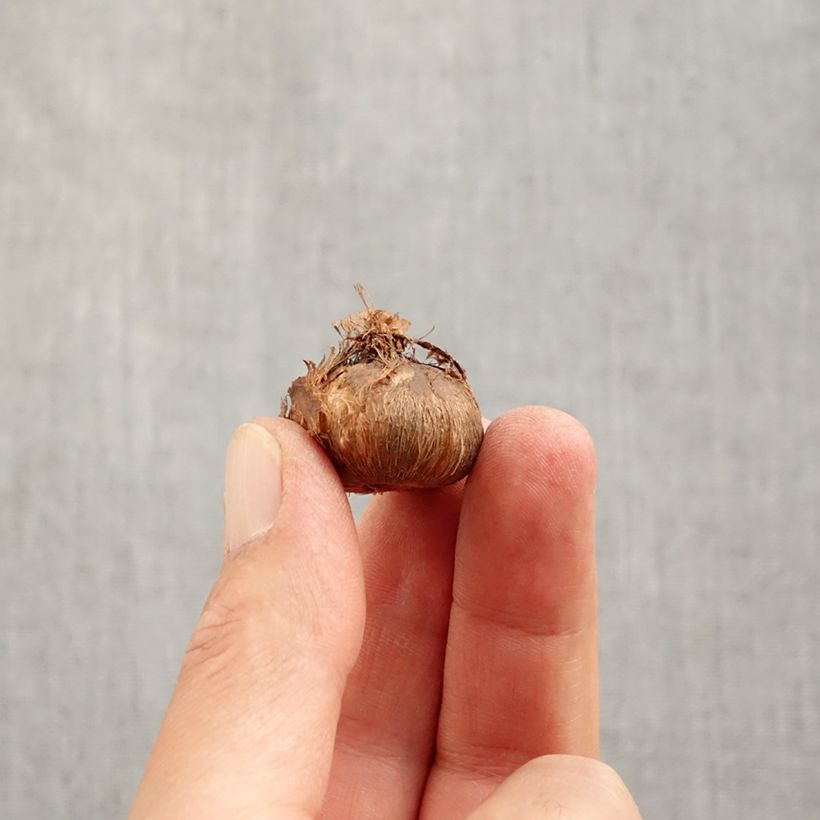 Esimerkki syksyllä toimitetusta Kevätsahrami Grand Maître Bulbe size 8+-taimesta