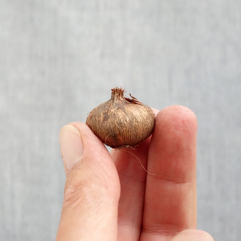 Esimerkki syksyllä toimitetusta Kevätsahrami Jeanne D'Arc Bulbe size 8+-taimesta
