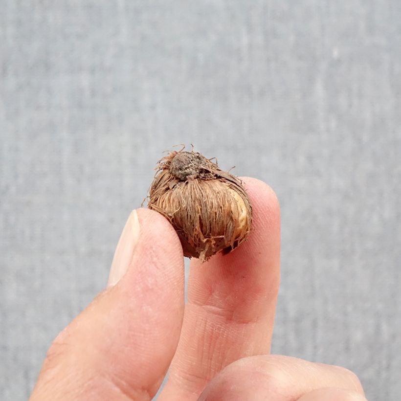 Esimerkki syksyllä toimitetusta Sahrami - Crocus minimus Bulbe size 5+-taimesta
