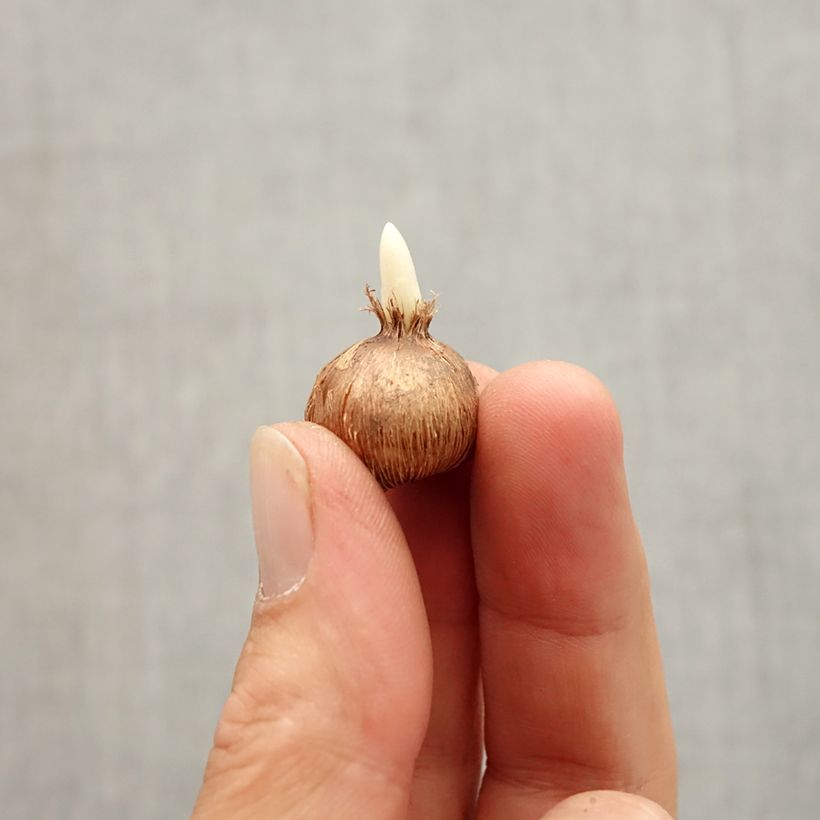 Esimerkki syksyllä toimitetusta Kevätsahrami - Crocus olivieri subsp. olivieri Bulbe size I-taimesta