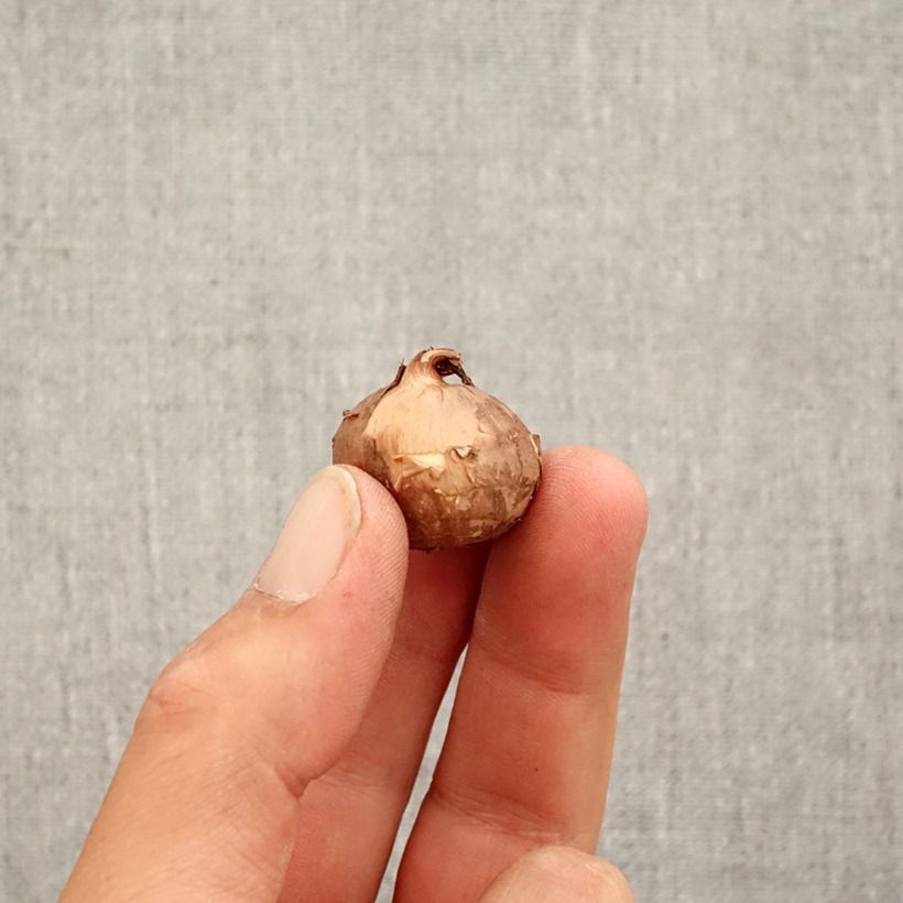 Esimerkki syksyllä toimitetusta Makedoniansyyssahrami - Crocus pulchellus Sipulit Koko 5+-taimesta