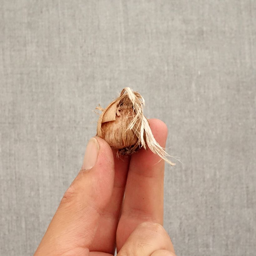 Example of Maustesahrami - Crocus sativus Bulbe size 8+ as you get in automne