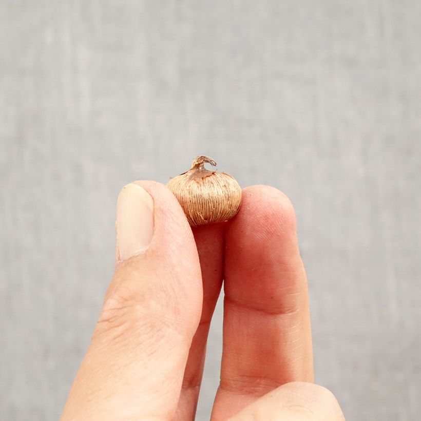 Esimerkki syksyllä toimitetusta Sieberinsahrami Hubert Edelstein Bulbe size 5+-taimesta