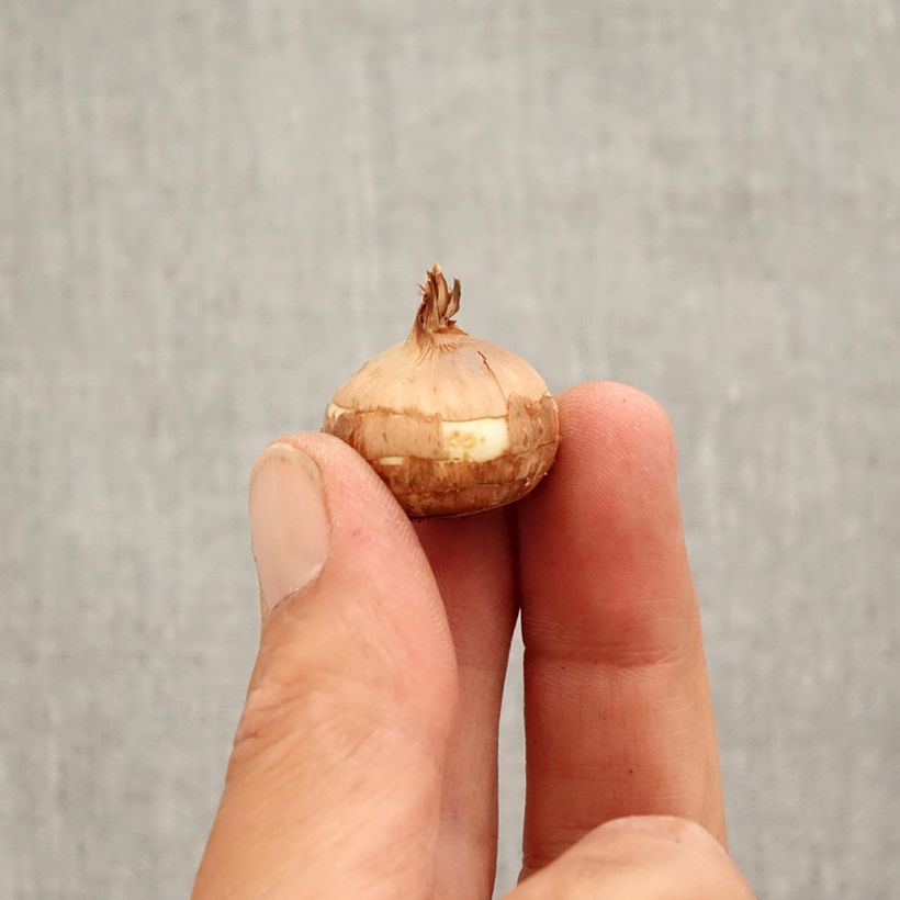 Esimerkki syksyllä toimitetusta Syyssahrami Crocus Speciosus Albus Bulbe size 5+-taimesta
