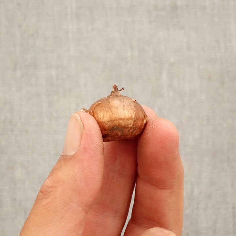 Esimerkki syksyllä toimitetusta Syyssahrami Conqueror Bulbe size 5+-taimesta