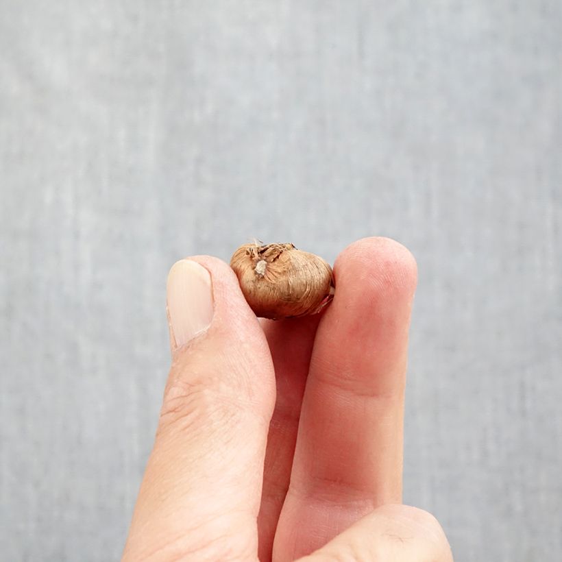 Esimerkki syksyllä toimitetusta Tähtisahrami Albus Bulbe size 5+-taimesta