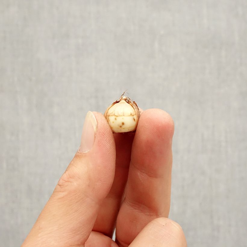 Esimerkki syksyllä toimitetusta Tähtisahrami Roseus Bulbe size 5+-taimesta