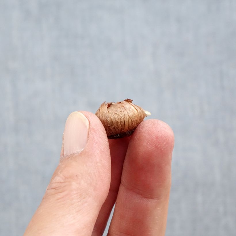 Esimerkki syksyllä toimitetusta Tähtisahrami Ruby Giant Sipuli Koko 6+-taimesta
