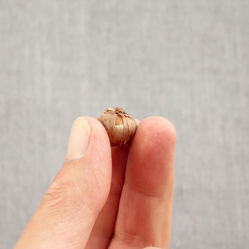 Esimerkki syksyllä toimitetusta Kevätsahrami Picturatus Bulbe size 5+-taimesta