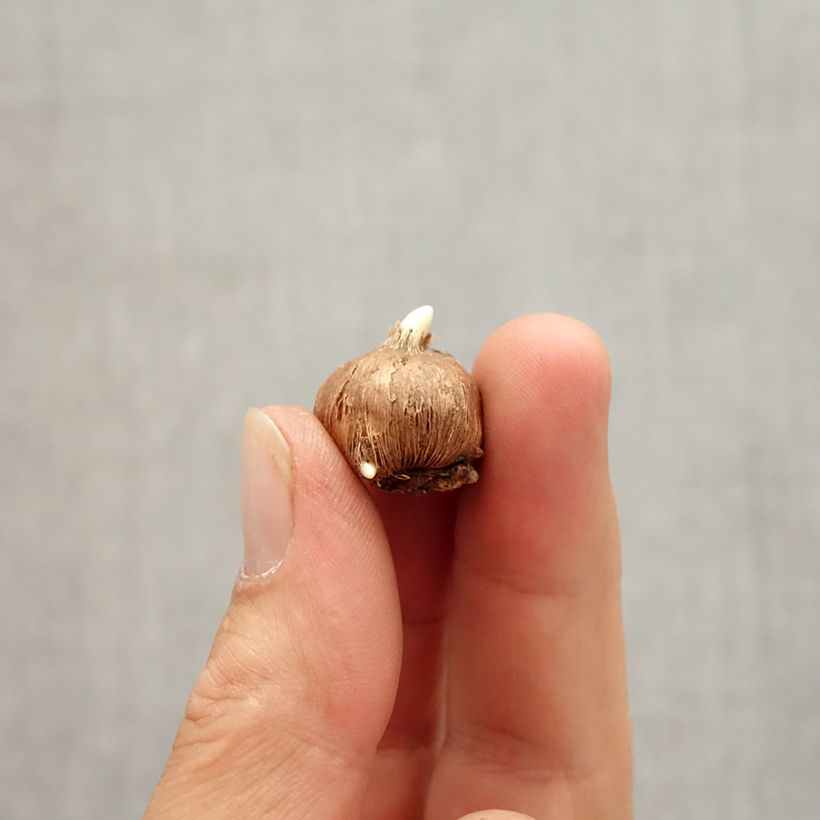 Esimerkki syksyllä toimitetusta Kevätsahrami - Crocus vitellinus Bulbe size 5+-taimesta