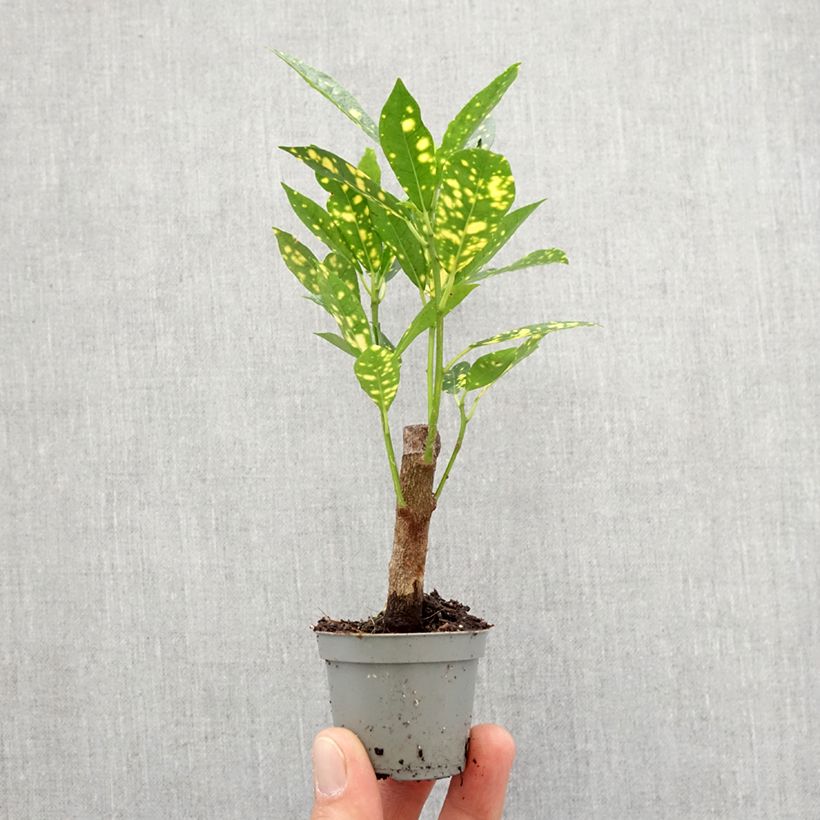 Esimerkki keväällä toimitetusta Ihmepensas Aucubaefolia Minikasvi-taimesta
