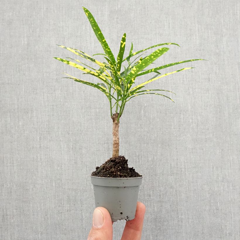 Esimerkki keväällä toimitetusta Ihmepensas - Codiaeum variegatum var. pictum Minikasvi-taimesta