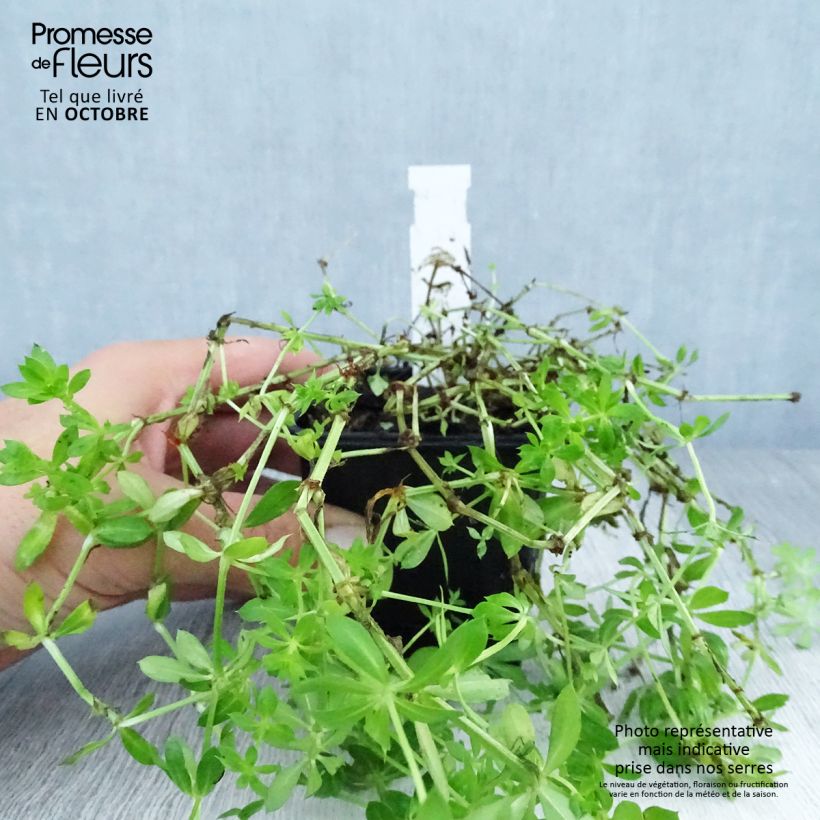 Esimerkki syksyllä toimitetusta Pallomatara - Phuopsis stylosa 8/9 cm taimiruukku-taimesta