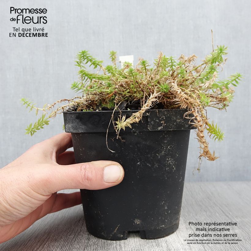Esimerkki syksyllä toimitetusta Pallomatara - Phuopsis stylosa 2 litran/3 litran ruukku-taimesta