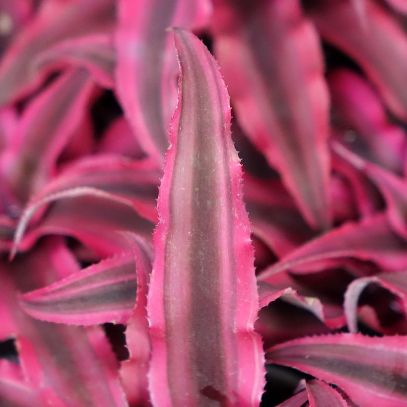 Viirupiilokukka Super Pink (Lehvistö)