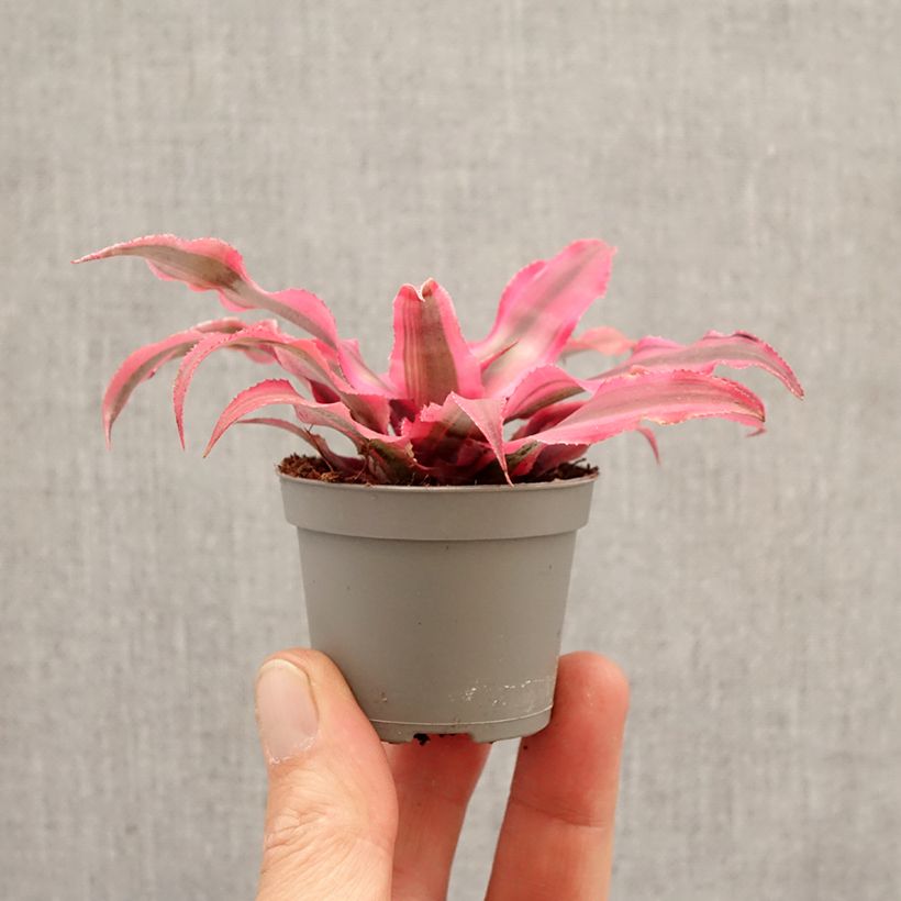 Esimerkki keväällä toimitetusta Viirupiilokukka Super Pink Minikasvi-taimesta